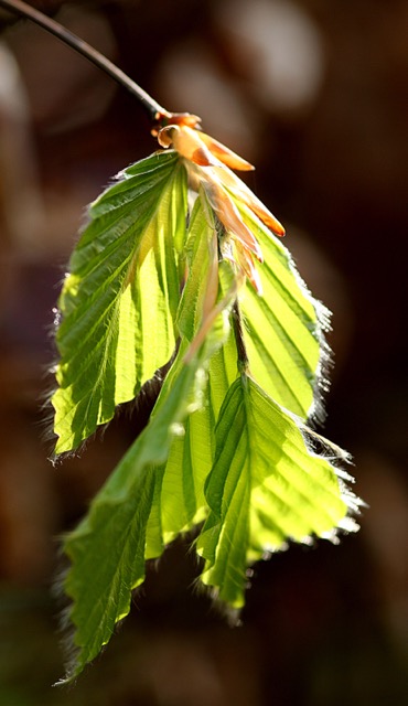 New beech leaves unfurled from their buds