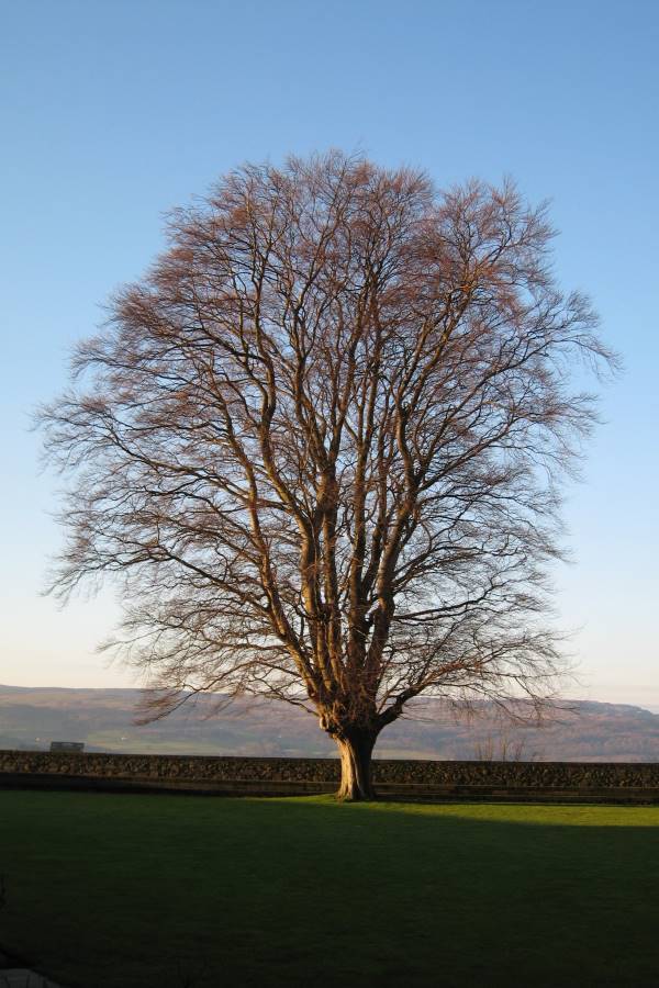 A mature beech tree in winter showing its impressively large canopy