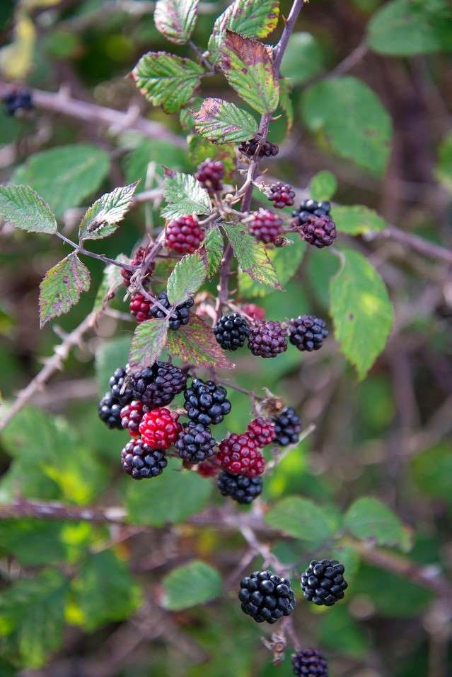 The long spiny arching branch of a bramble bush bears both ripe and unripe fruits