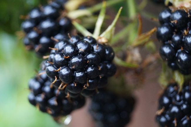 Ripe blackberries on a bramble at exactly the right time for picking