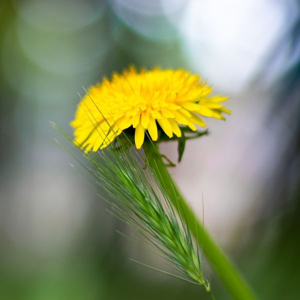 Cover image for Dandelion Wine recipe