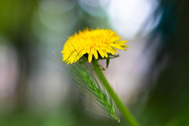 A dandelion flower next to a head of grass on a sunny day