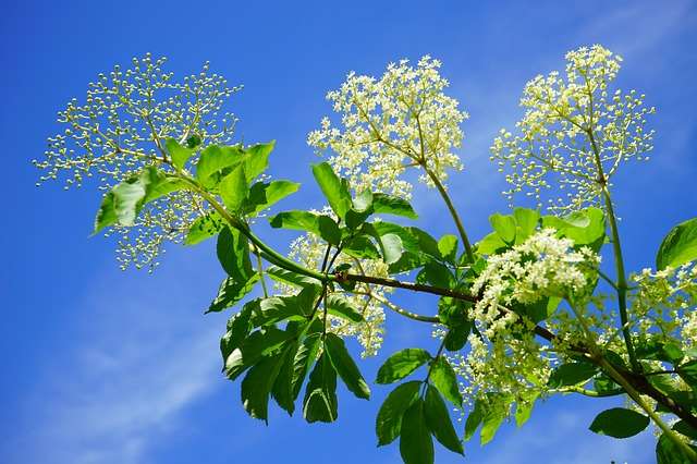 An elder bush breaking into flower in front of a blue sky