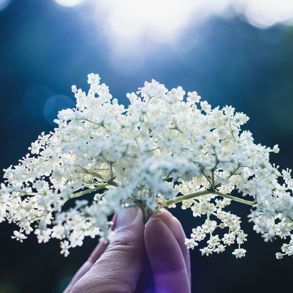 Cover image for Elderflower Champagne recipe