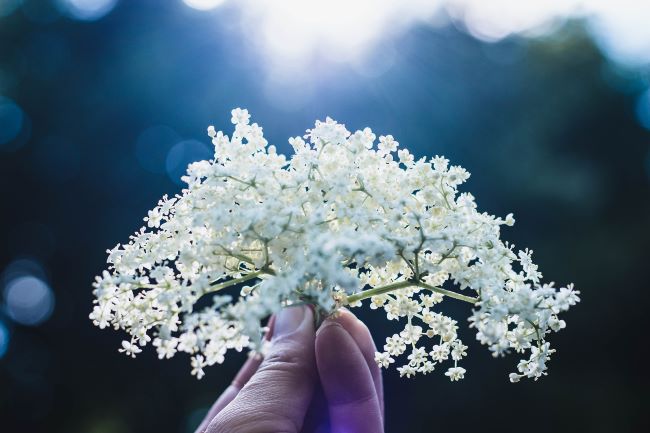 A sprig of elderflower held in the sunlight