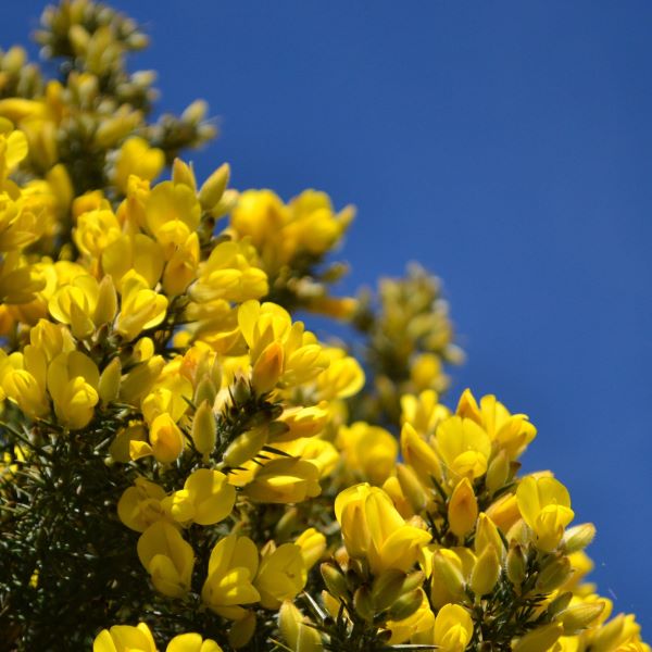 Cover image for Gorse Wine recipe