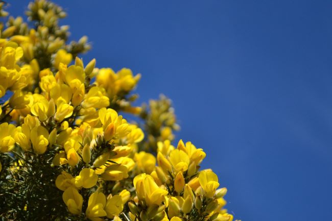 A gorse bush in full bloom on a sunny day