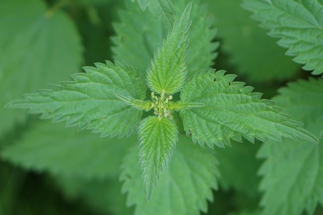 Close up of a fresh nettle plant showing the leaf tips to pick when making nettle beer