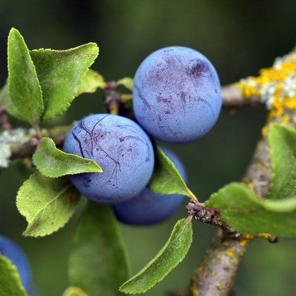 Cover image for Sloe Gin recipe