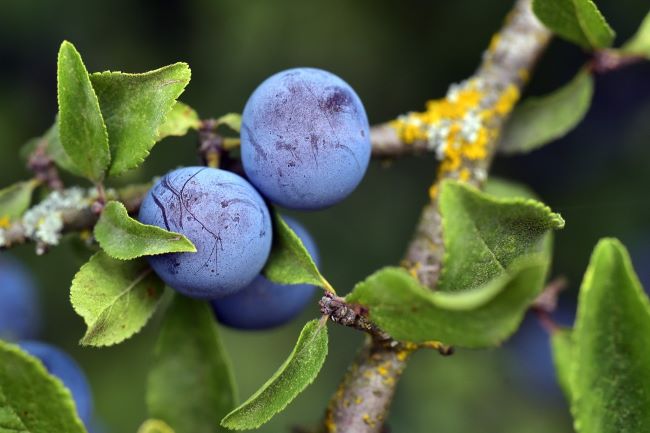 Sloe Berries on Blackthorn Tree