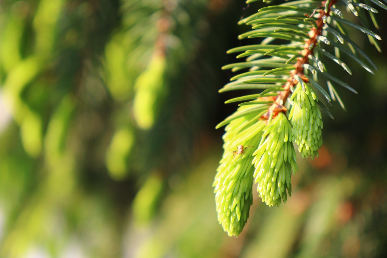 Close up of spruce tips ready to pick and use for beer