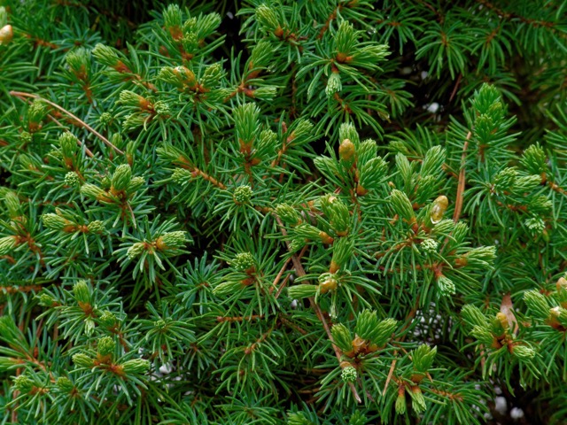 A spruce tree, showing the new growth of young needles you should use when making beer